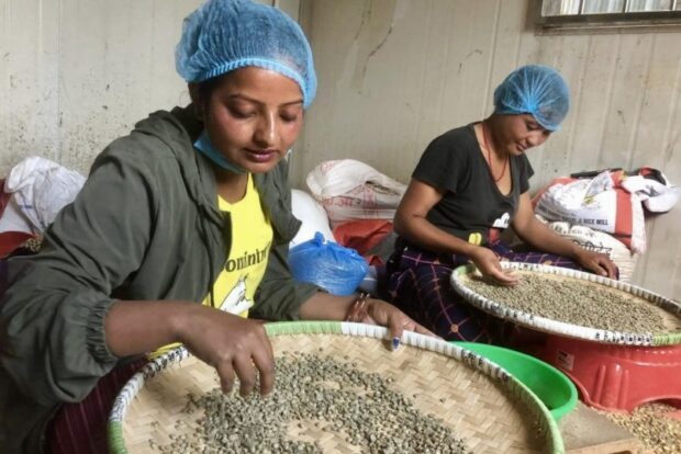 【活動レポート】ネパールコーヒーの出荷に向けた作業が進んでいます