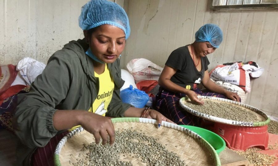 【活動レポート】ネパールコーヒーの出荷に向けた作業が進んでいます